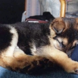 chewieasleep