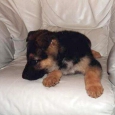 chewiechair