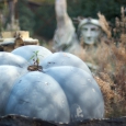 09-09-26-pinewood-2256